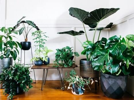 Plantas de interior